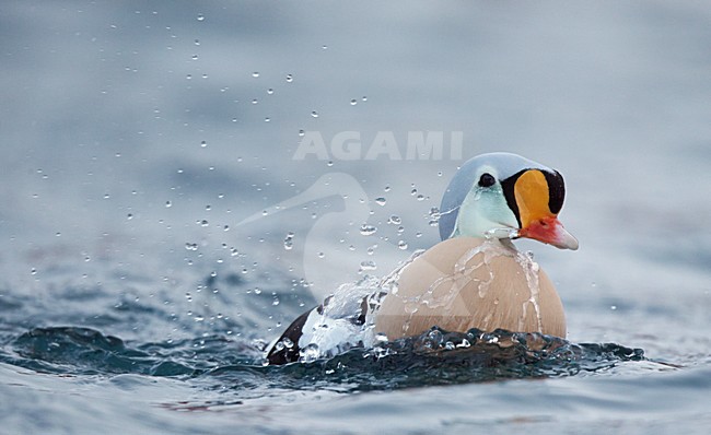 Zwemmend mannetje Koningseider, Swimming male King Eider stock-image by Agami/Markus Varesvuo,
