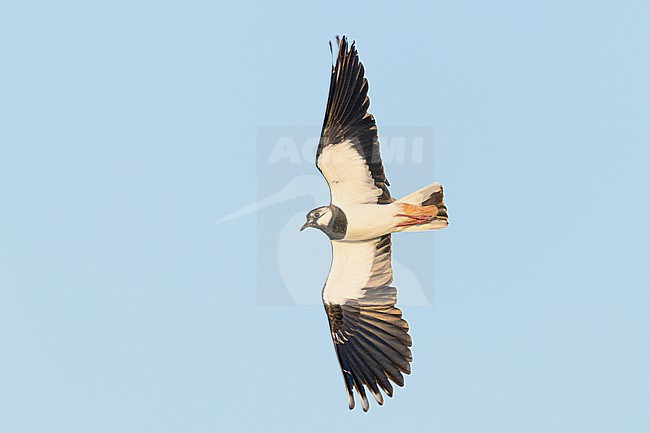  stock-image by Agami/Menno van Duijn,
