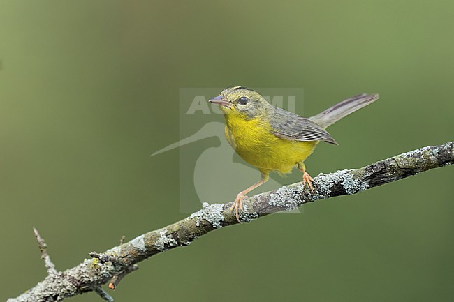 Adult
Nuevo Leon, Mexico
May 2022 stock-image by Agami/Brian E Small,