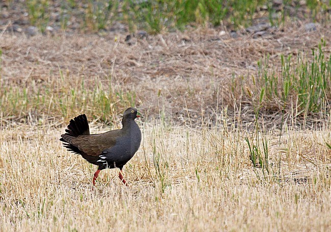 Adult Black-tailed Nativehen (Tribonyx ventralis) in Southern Australia. stock-image by Agami/Pete Morris,