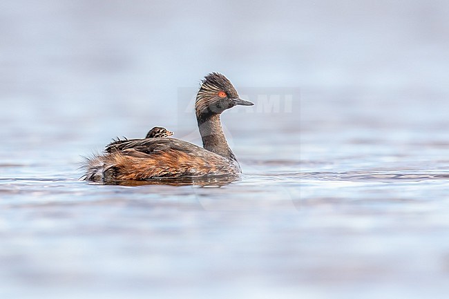 Black-necked Grebe with a young on it's back stock-image by Agami/Onno Wildschut,