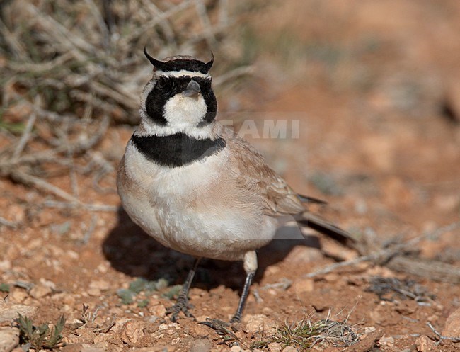 Temminck's Strandleeuwerik zittend, Temminck's Lark perched stock-image by Agami/Markus Varesvuo,