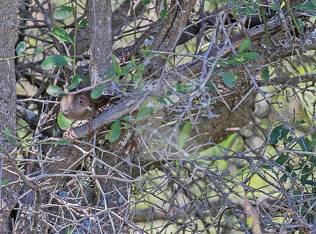 Knysna Warbler (Bradypterus sylvaticus) in South Africa. Also known as Knysna scrub warbler. A species of dense tangled scrub of forest edges on or relatively near the coast. stock-image by Agami/Pete Morris,