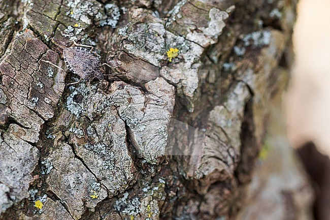 Halyomorpha halys - Brown marmorated stink bug - Marmorierte Baumwanze, Germany, imago stock-image by Agami/Ralph Martin,