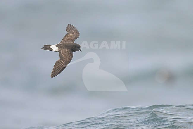 European storm-petrel (Hydrobates pelagicus), flying, with the sea as background. stock-image by Agami/Sylvain Reyt,