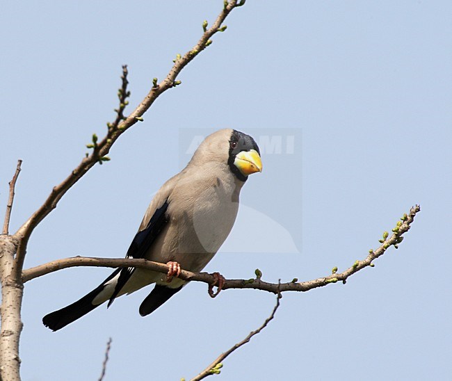 Grijze Dikbek zittend op tak; Japanese Grosbeak perched on branch stock-image by Agami/Roy de Haas,