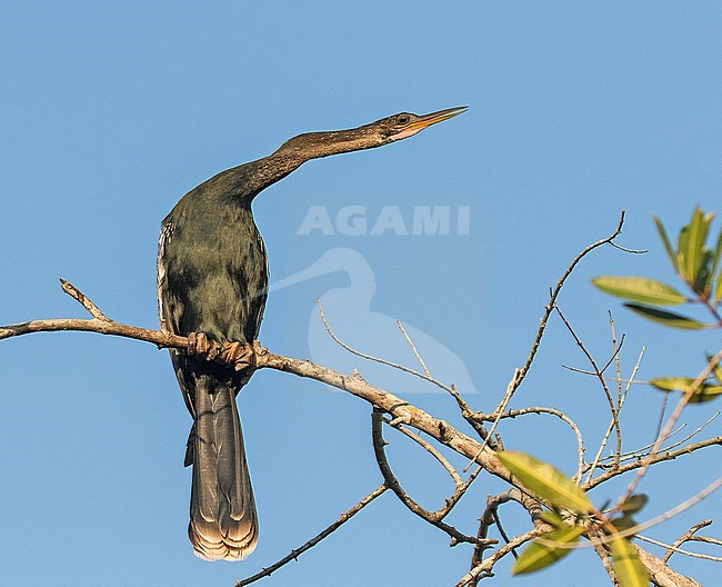 Anhinga, Anhinga anhinga, in Mexico. Perched in a tree. Also known as snakebird or, American darter. stock-image by Agami/Pete Morris,
