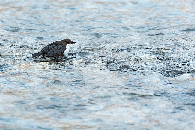 White-throated Dipper (Cinclus cinclus aquaticus) in a alpine Rivulet in Bavaria, Germany. stock-image by Agami/Mathias Putze,