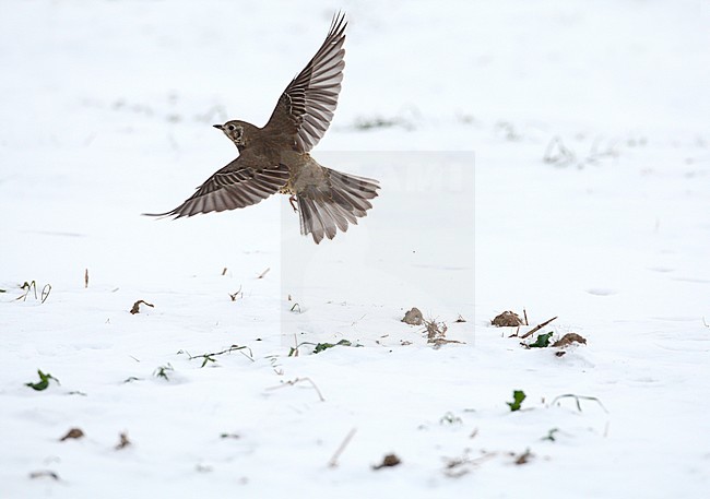 Mistle Thrush (Turdus viscivorus) taking off from a snow covered agricultural field in Denmark. stock-image by Agami/Helge Sorensen,