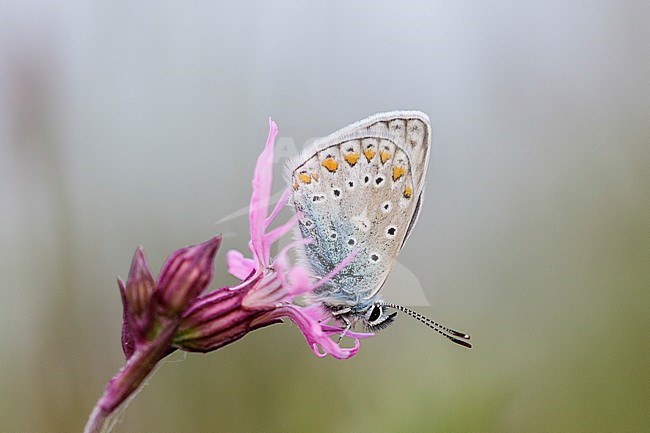 Mannetje Icarusblauwtje, mannetje Common Blue stock-image by Agami/Iolente Navarro,