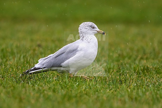 Adult winter Ring-billed Gull (Larus delawarensis) walking in the grass in Nimmo's Pier, Galway, Ireland. stock-image by Agami/Vincent Legrand,