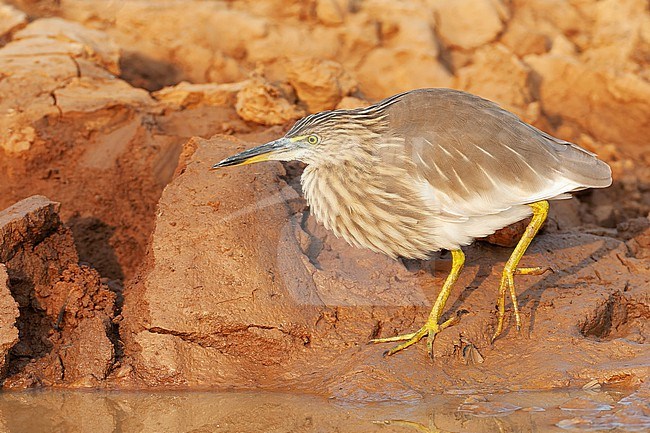 Indian Pond Heron (Ardeola grayii) in India. stock-image by Agami/Marc Guyt,