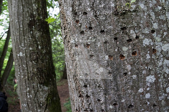 Great Spotted Woodpecker - Buntspecht - Dendrocopos major ssp. pinetorum, Liechtenstein, sap holes stock-image by Agami/Ralph Martin,