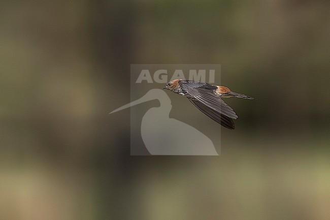 First winter Lesser Striped-Swallow (Cecropis abyssinica) sitting on a branch in Al Abraq, Kuwait. stock-image by Agami/Vincent Legrand,