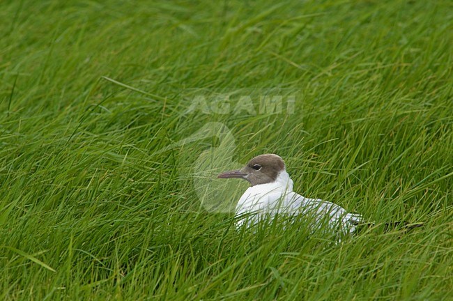 Black-headed Gull in tall grass Netherlands, Kokmeeuw in hoog gras Nederland stock-image by Agami/Wil Leurs,