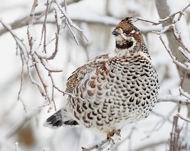 Hazelhoen foeragerend in besneeuwde struiken; Hazel Grouse feeding in snow covered trees stock-image by Agami/Markus Varesvuo,
