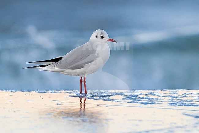 Black-headed Gull (Chroicocephalus ridibundus), side view of adult in winter plumage standing on the shore in Campania (Italy) stock-image by Agami/Saverio Gatto,