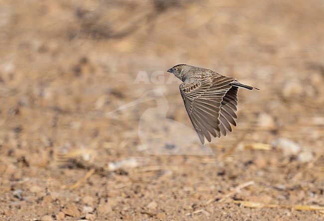 Female Black-crowned Sparrow-lark (Eremopterix nigriceps) wintering in Oman. stock-image by Agami/Sylvain Reyt,