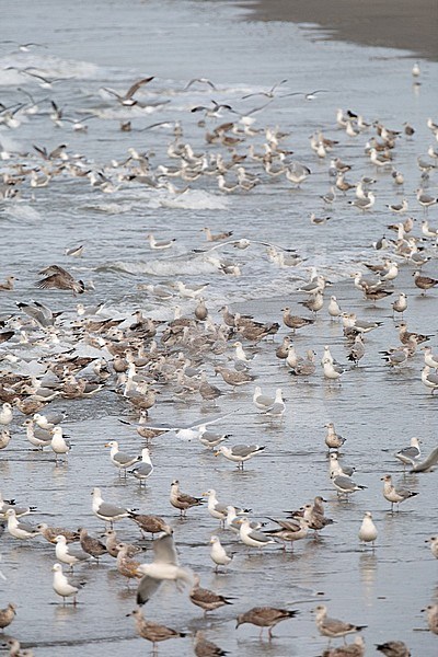 Feeding frenzy of mainlly European Herring Gulls (Larus argentatus) on the beach of Neeltje Jans in Zeeland, Netherlands. stock-image by Agami/Arnold Meijer,