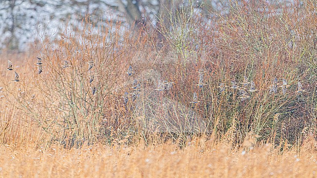 Watersnip, Common Snipe, Gallinago gallinago stock-image by Agami/Menno van Duijn,