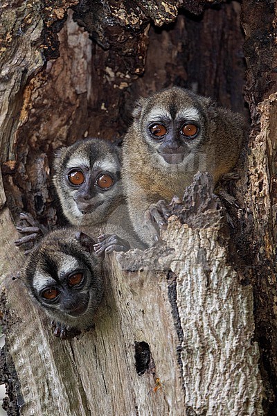 Grey-handed Night Monkey (Aotus griseimembra) at La Danta, Antioquia, Colombia. Also known as Gray-legged Night Monkey. stock-image by Agami/Tom Friedel,