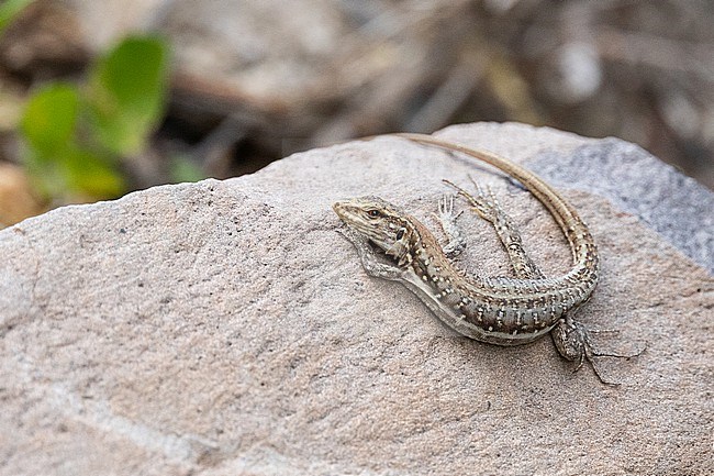 Tenerife lizard (Gallotia galloti) resting on a rock, seen from above, in Tenerife, Canary islands. stock-image by Agami/Sylvain Reyt,