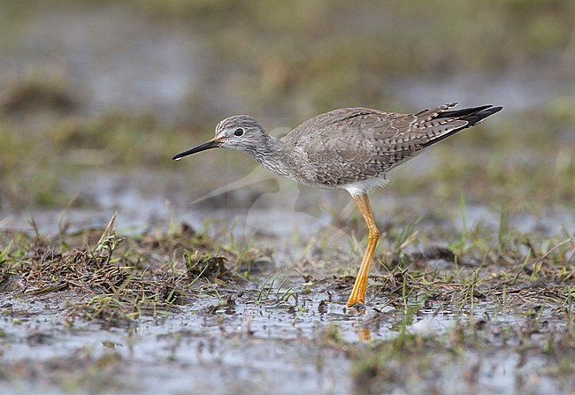 Adult Lesser Yellowlegs (Tringa flavipes) wintering in Schokland, Netherlands. The species is a rare vagrant in the Netherlands. stock-image by Agami/Karel Mauer,