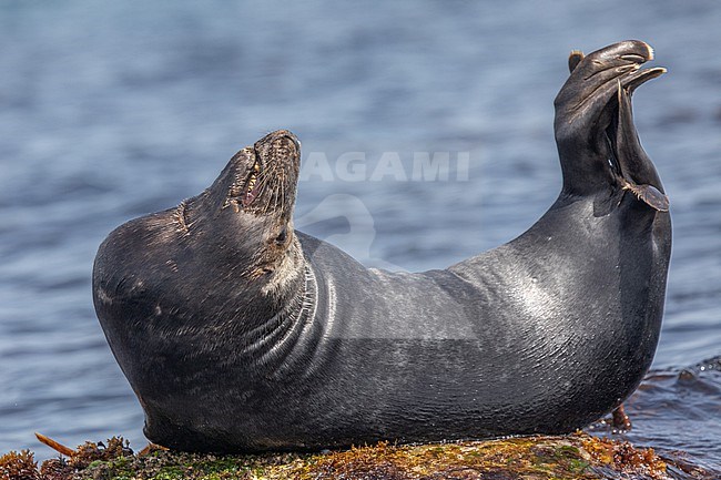 Portrait of a Grey seal (Halichoerus grypus), resting on a rock, with the head and the tail raised, with the sea as background stock-image by Agami/Sylvain Reyt,
