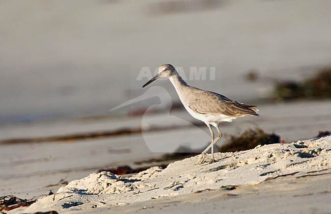 Willet; Western Willet stock-image by Agami/Marc Guyt,