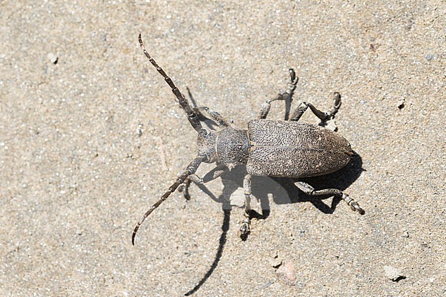 Lamia textor - Weaver beetle - Weberbock, Russia (Baikal), imago stock-image by Agami/Ralph Martin,