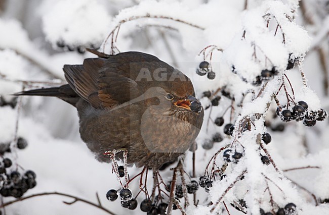 Vrouwtje Merel in de sneeuw; Female European Blackbird in snow stock-image by Agami/Markus Varesvuo,