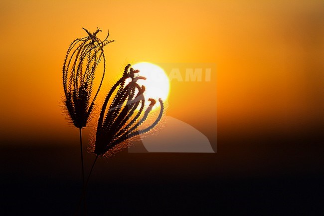 Plant with evening light in Muntasar, Oman stock-image by Agami/Ralph Martin,