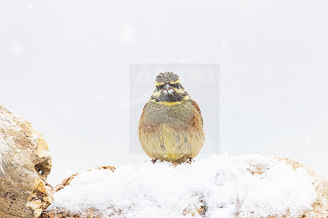 Cirl Bunting, Cirlgors, Emberiza cirlus stock-image by Agami/Menno van Duijn,