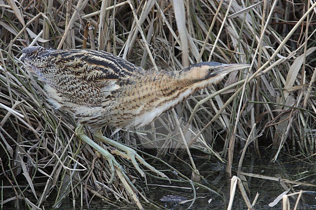 Roerdomp aan winterse slootkant; Eurasian Bittern at water edge in winter stock-image by Agami/Karel Mauer,