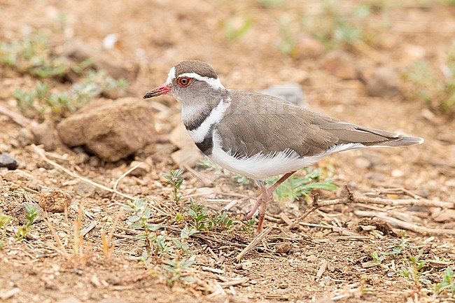 Three-banded Plover (Charadrius tricollaris), side view of an adult standing on the ground, Mpumalanga, South Africa stock-image by Agami/Saverio Gatto,