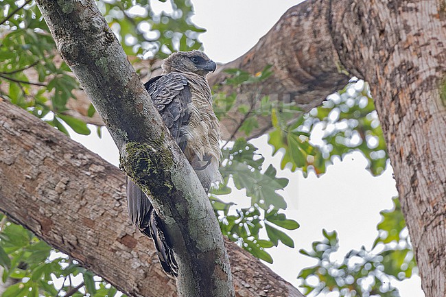Crested Eagle (Morphnus guianensis) at its nest in Panama. stock-image by Agami/Pete Morris,