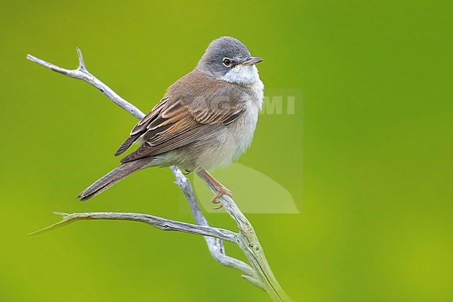 Common Whitethroat, Sylvia communis, in Italy. stock-image by Agami/Daniele Occhiato,