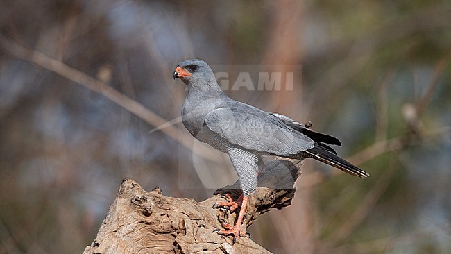 Side view of an adult Dark Chanting Goshawk (Melierax metabates) roosting on a branch. Gambia, Africa stock-image by Agami/Markku Rantala,