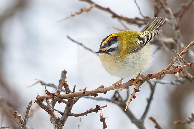 A Common Firecrest (Regulus ignicapilla) is one of the smallest, but also most pretty songbirds found in Europe. This male can be recognized by the orange central stripe in its crown, gave a view brief good views in a snow covered landscape. stock-image by Agami/Jacob Garvelink,