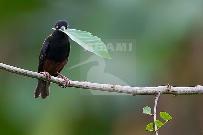 Male Vieillot's Black Weaver (Ploceus nigerrimus) perched on a branch in a rainforest in Ghana. stock-image by Agami/Dubi Shapiro,