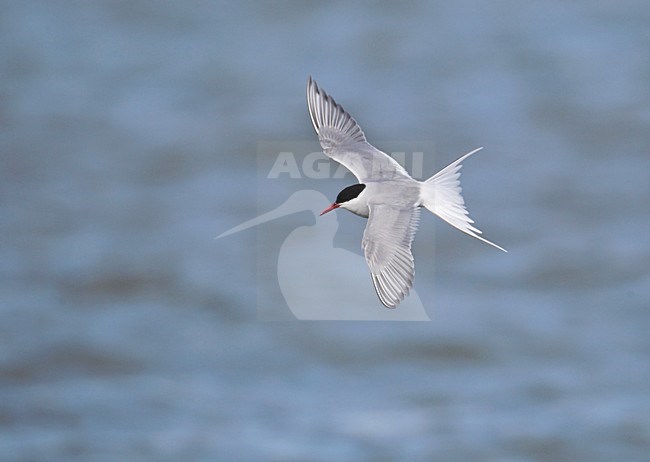 Noordse Stern, Arctic Tern, Sterna paradisaea stock-image by Agami/Hugh Harrop,