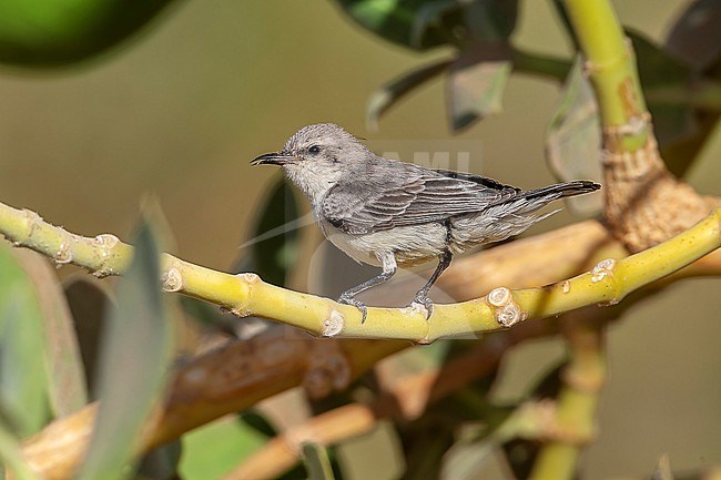Juvenile Nile Valley Sunbird (Hedydipna metallica) perched in Aswan, Egypt. stock-image by Agami/Vincent Legrand,