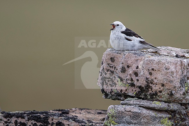 Snow Bunting (Plectrophenax nivalis) sitting on a rock in its breeding habitat in Norway. stock-image by Agami/Marcel Burkhardt,
