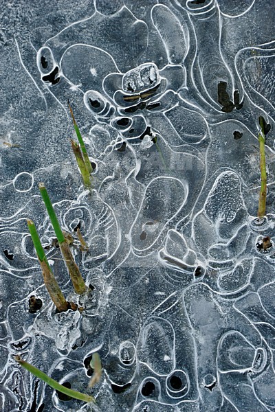 IJskristallen, Ice crystals stock-image by Agami/Menno van Duijn,