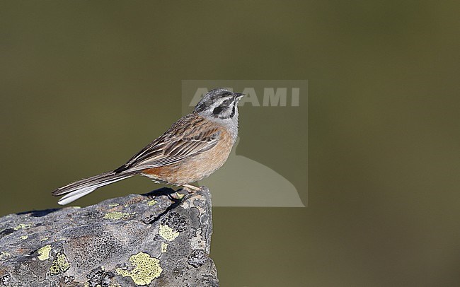Rock Bunting, Emberiza cia, at Cantabrian Mountains, Castillia y Leon, Spain stock-image by Agami/Helge Sorensen,