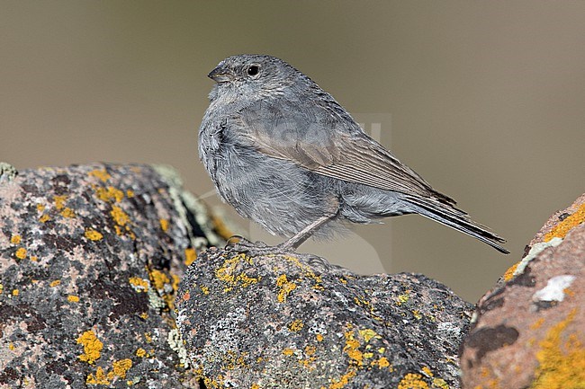 A male Plumbeous Sierra Finch (Geospizopsis unicolor inca) at Salinas, Arequipa, Peru. stock-image by Agami/Tom Friedel,