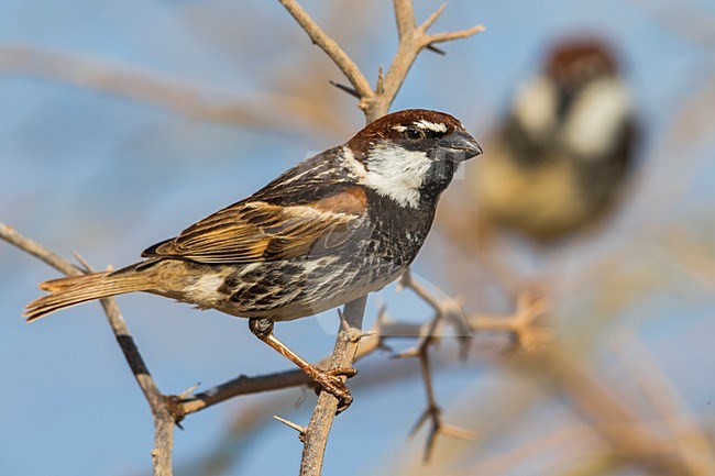 Mannetje Spaanse Mus; Spanish Sparrow male stock-image by Agami/Daniele Occhiato,