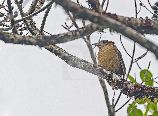 Female (type) MacGregor's Bowerbird (Amblyornis macgregoriae) in Papua New Guinea. stock-image by Agami/Pete Morris,