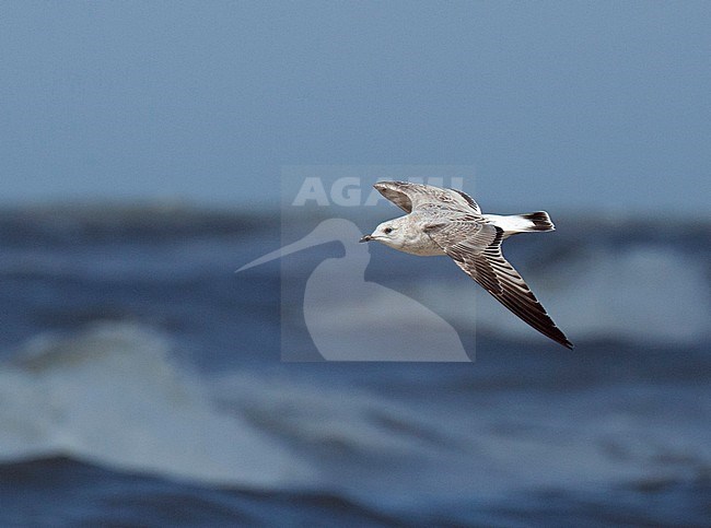 First winter Common Gull (Larus canus canus) showing broad dark tail band. Flying over the North Sea. stock-image by Agami/Edwin Winkel,