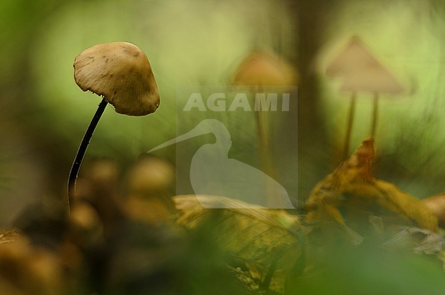 Grote knoflooktaailing, Garlic Parachute stock-image by Agami/Rob de Jong,